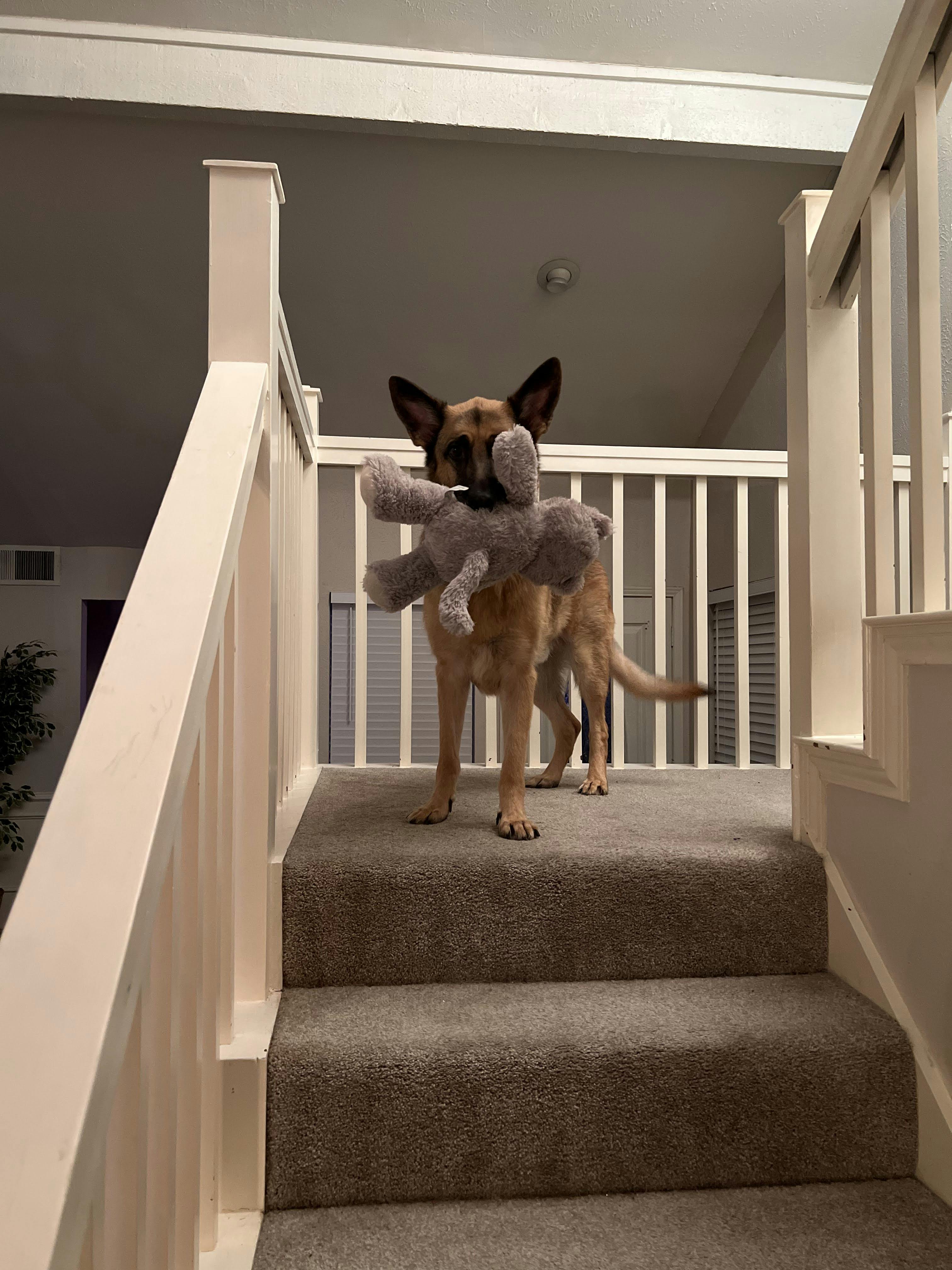 Dog on the stairs with his favorite toy