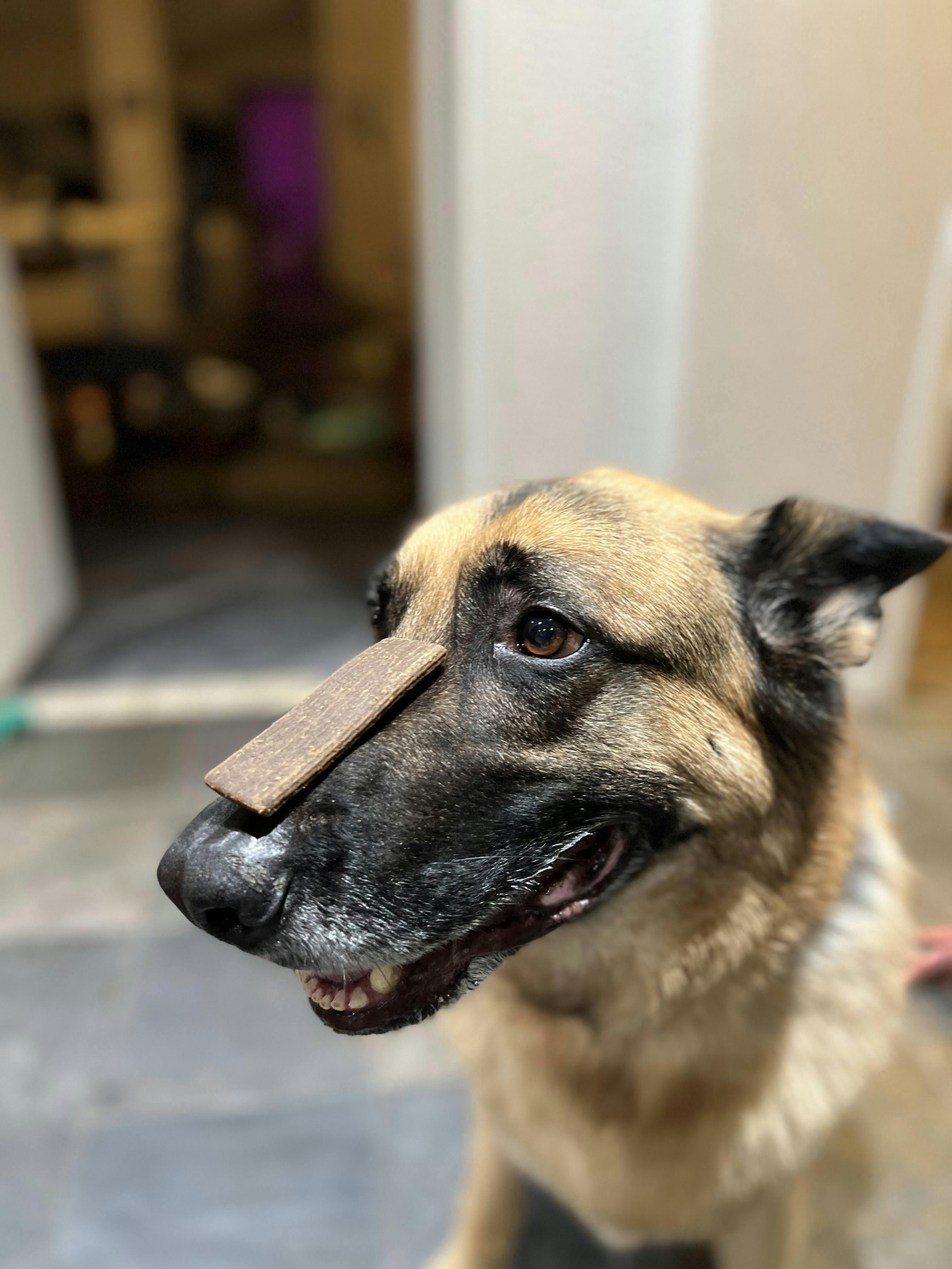 Augie with a treat on his nose