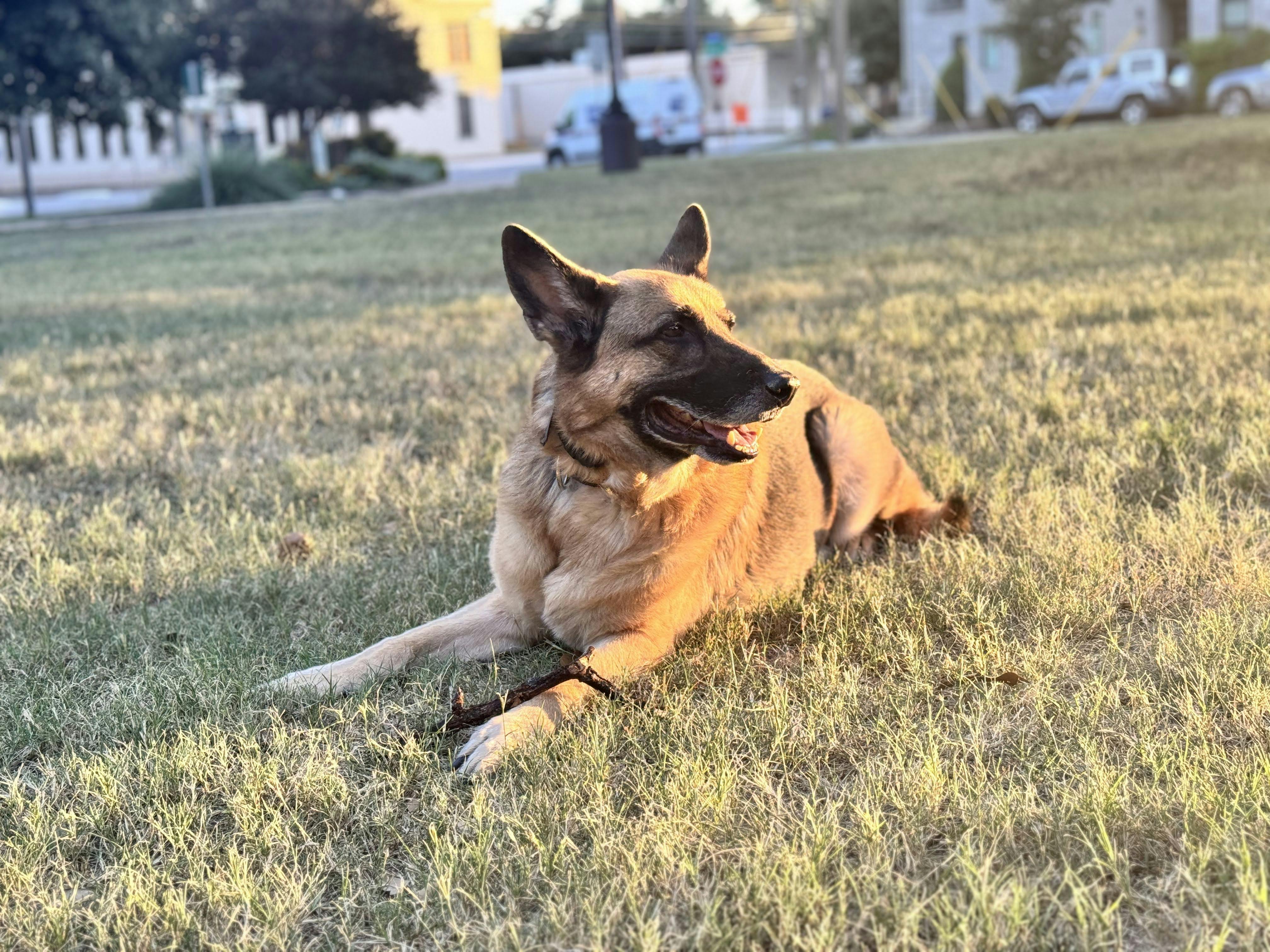 Augie laying in the grass