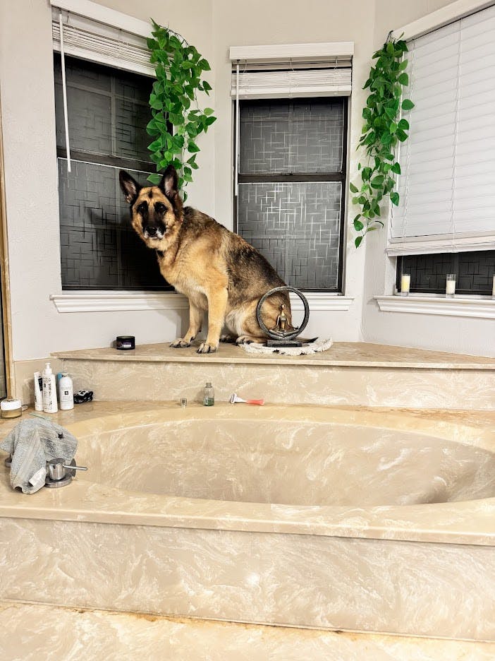 Augie avoiding a bath