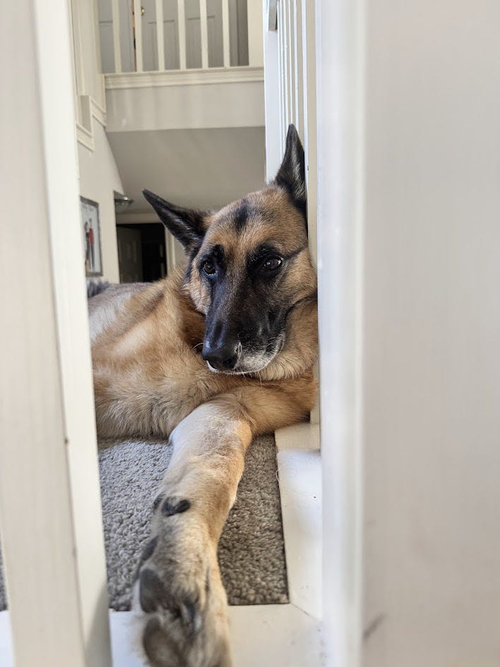 Augie lounging in the sun