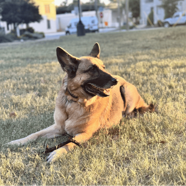 Augie laying in the grass